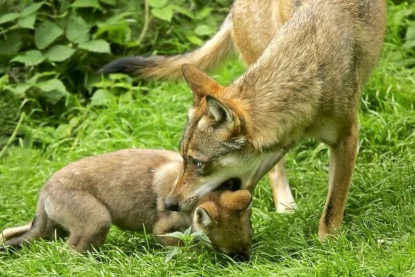 Wolf She-Wolf about to drag off cub by biting lightly into it's neck Bavaria, Germany