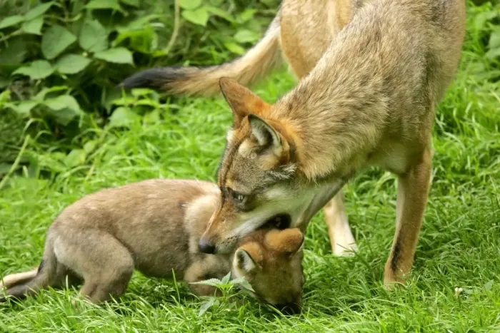 Framed Print : Wolf She-Wolf about to drag off cub by biting lightly into it's neck Bavaria, Germany Framed Print : Wolf She-Wolf about to drag off cub by biting lightly into it's neck Bavaria, Germany