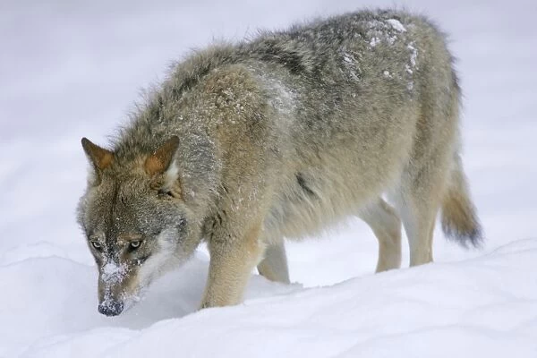 Wolf in snow adult strolling through snow Bavaria, Germany