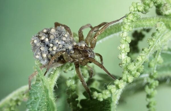 Wolf Spider BB 391 Paradosa genus - Carrying young © Brian Bevan ARDEA LONDON