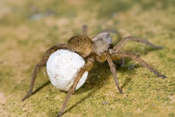Wolf Spider With egg sac Norfolk UK
