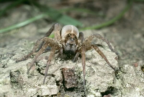 Wolf Spider SPH 925 Hunting for prey UK Trochosa ruricola © Steve Hopkin ARDEA LONDON