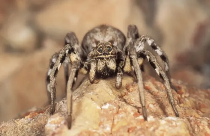 Framed Print : Wolf Spider USH 313 Spain Lycosa tarentula © Duncan Usher / ardea. com Framed Print : Wolf Spider USH 313 Spain Lycosa tarentula © Duncan Usher / ardea. com