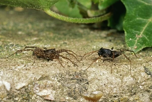 Wolf Spiders - female (left)  /  male (right) mating courtship, UK