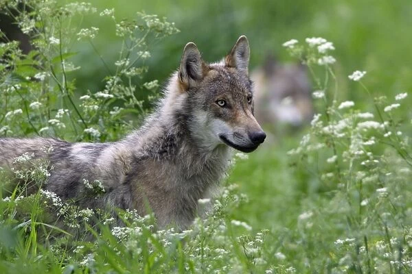 Wolf - standing in overgrown meadow Hessen, Germany