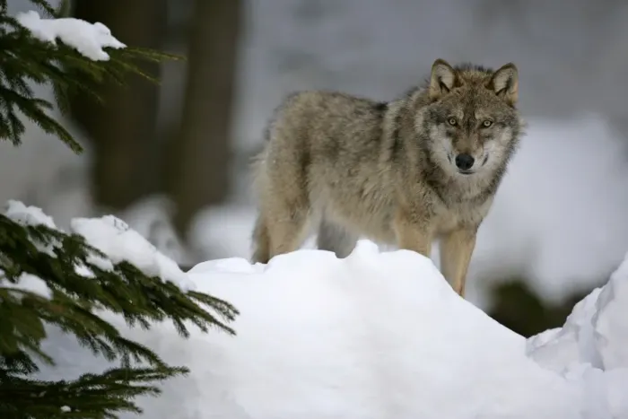 Framed Print : Wolf standing in snow in winter forest Bavaria, Germany Framed Print : Wolf standing in snow in winter forest Bavaria, Germany