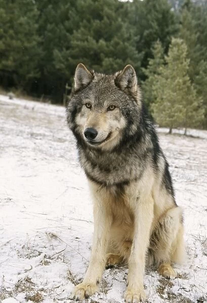Wolf WAT 3884 Canis lupus © M. Watson  /  ARDEA LONDON