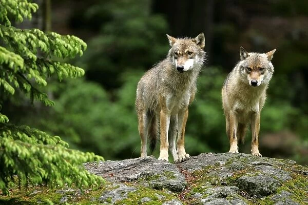 Wolf two wolves standing on rock in forest Bavaria, Germany