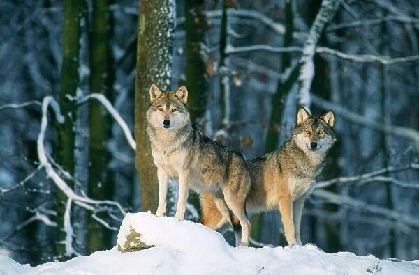 Wolf - x2 standing in snow