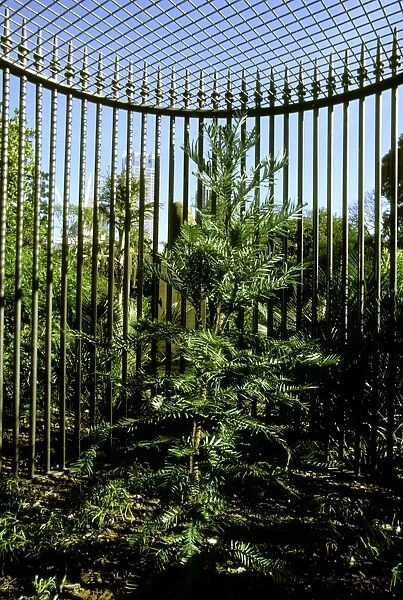 Wollemi Pine - In cage, Royal Botanic Gardens, Sydney, New South Wales, Australia JPF50276