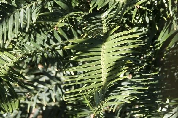 Wollemi Pine - a recently discovered living fossil in cultivation at Australia Brisbane Mt Coot-tha Botanic Gardens (Araucariaceae: Wollemi nobilis)