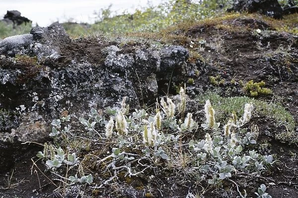 Wolly Willow - in habitat Iceland