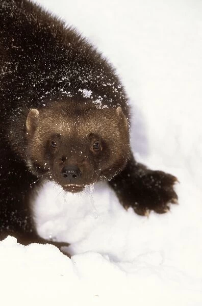 Wolverine. WAT-7645. WOLVERINE - in snow, close-up of head
