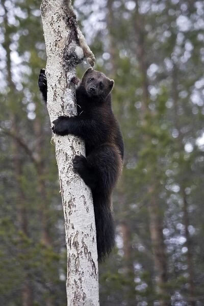 Wolverine - climbing tree with prey. Kuhmo - Finland