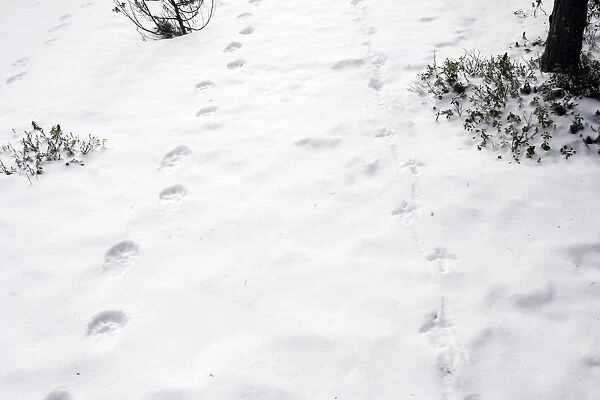 Wolverine (Gulo gulo) & Capercaillie (Tetrao urogallus) tracks in snow