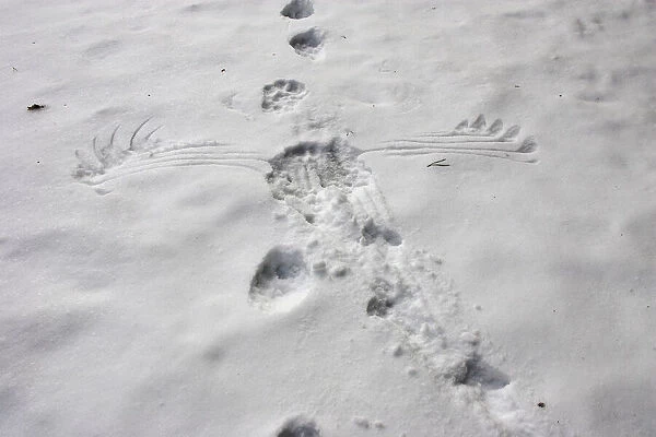 Wolverine (Gulo gulo) & Capercaillie (Tetrao urogallus) tracks in snow - showing wings marks of Capercaillie