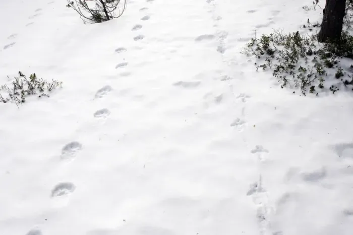 Framed Print : Wolverine (Gulo gulo) & Capercaillie (Tetrao urogallus) tracks in snow