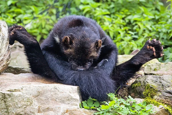 Wolverine; sitting on its haunches, cleaning its fur with its teeh, Hessen, Germany