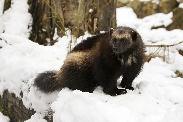 Wolverine - in snow, Finland