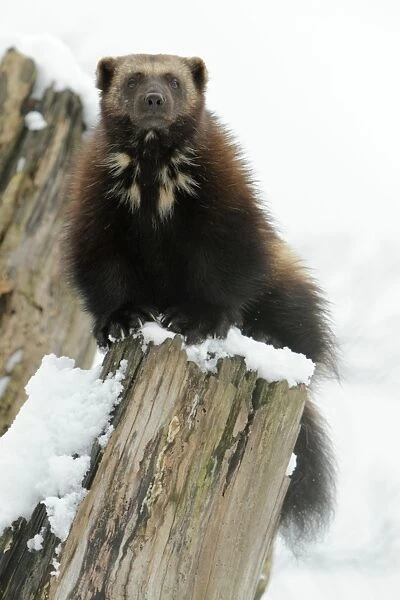 Wolverine - on tree stem in winter snow - distribution: Holarctic regions of Northern Europe - Northern Russia - Siberia