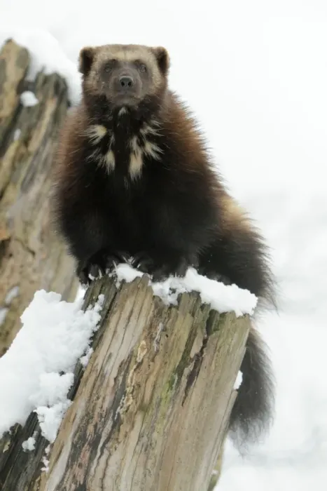 Framed Print : Wolverine - on tree stem in winter snow - distribution: Holarctic regions of Northern Europe - Northern Russia - Siberia Framed Print : Wolverine - on tree stem in winter snow - distribution: Holarctic regions of Northern Europe - Northern Russia - Siberia
