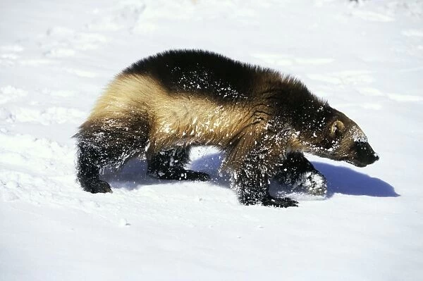 Wolverine - walking in snow