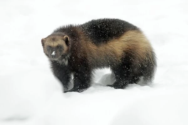 Wolverine - in winter snow - distribution: Holarctic regions of Northern Europe - Northern Russia - Siberia