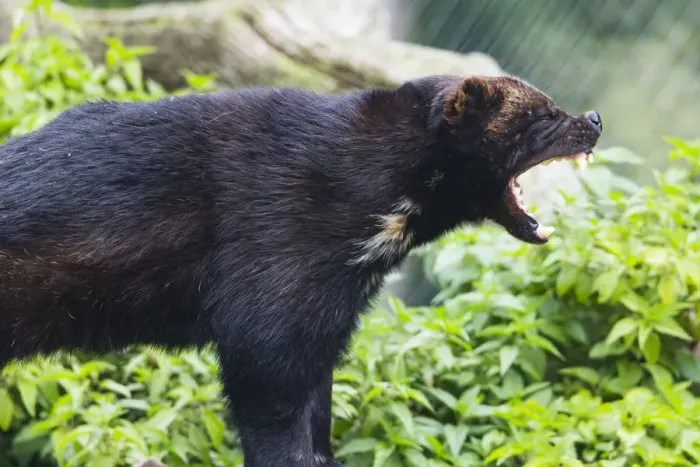 Framed Print : Wolverine, yawning, showing teeth, Hessen, Germany
