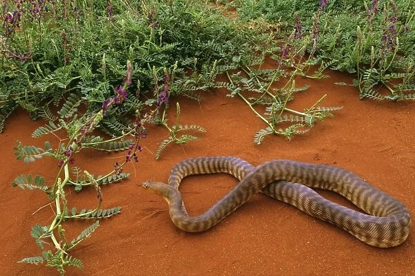 Woma Python - Desert regions of central  /  western Australia JPF44545