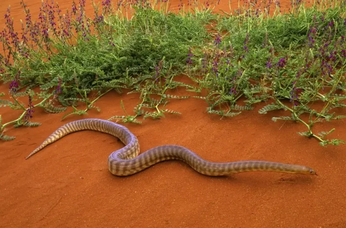 Framed Print : Woma Python - Desert regions of central / western Australia JPF44551 Framed Print : Woma Python - Desert regions of central / western Australia JPF44551