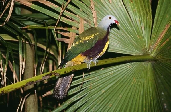 Wompo Fruit-dove - in palm tree Distribution: eastern Australia, Papua New Guinea & Islands