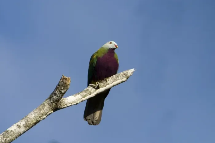 Framed Print : Wompoo Fruit-Dove A forest inhabitant of eastern Australia. This bird enjoying some early morning sun at Kuranda, Atherton Tableland, Queensland Framed Print : Wompoo Fruit-Dove A forest inhabitant of eastern Australia. This bird enjoying some early morning sun at Kuranda, Atherton Tableland, Queensland
