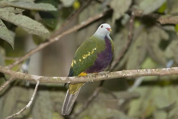 Wompoo Fruit-Dove Photographed from the canopy tower in the Daintree Cape York, Australia