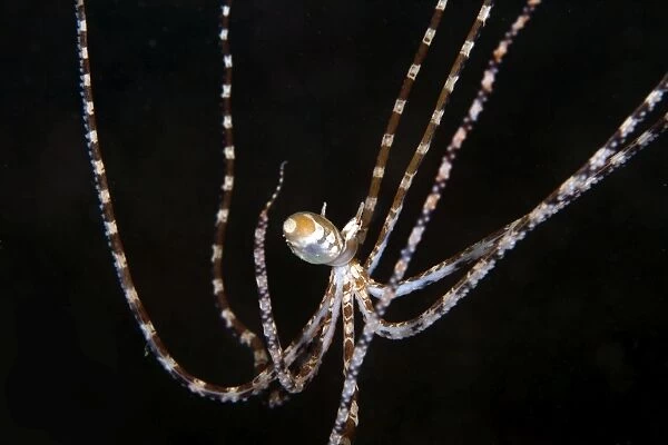 Wonderpus Octopus - Indonesia