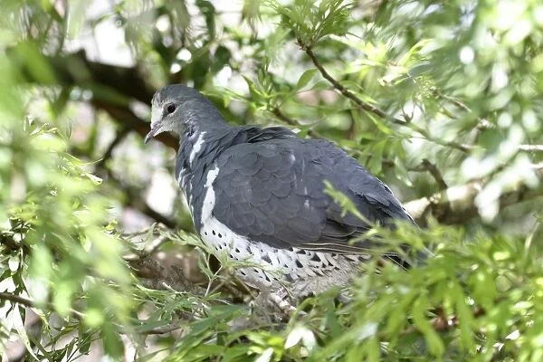 Wonga Pigeon Australia