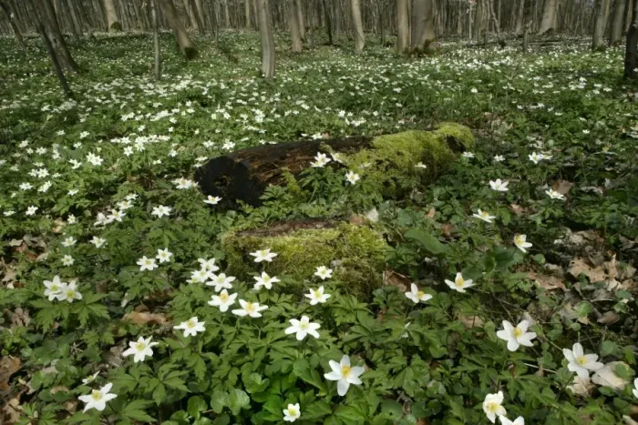 Framed Print : Wood Anemone dense population on forest floor Baden-Wuerttemberg, Germany Framed Print : Wood Anemone dense population on forest floor Baden-Wuerttemberg, Germany
