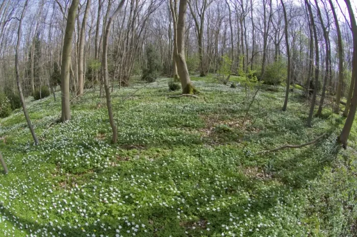 Framed Print : Wood Anemone - in wood - Nottinghamshire - UK