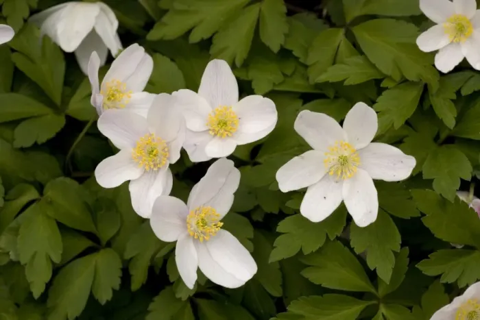 Framed Print : Wood anemones, Anemone nemorosa Framed Print : Wood anemones, Anemone nemorosa