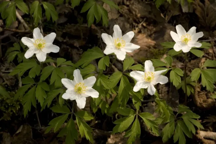 Framed Print : Wood anemones, Anemone nemorosa… Peak District Framed Print : Wood anemones, Anemone nemorosa… Peak District
