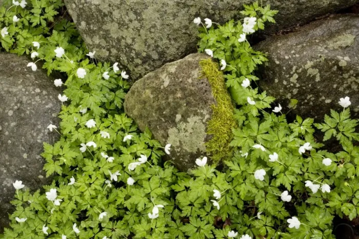 Framed Print : Wood anemones (Anemone nemorosa) amongst stones. Woodland Framed Print : Wood anemones (Anemone nemorosa) amongst stones. Woodland