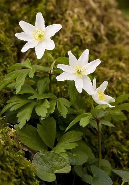 Wood Anemones - in flower in spring in ancient coppice woodland; Garston Wood nature reserve, Dorset UK