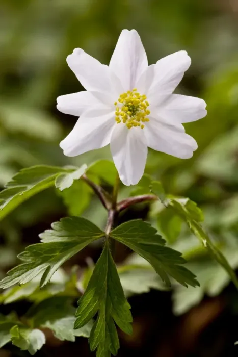 Framed Print : Wood Anemones - in flower in spring in ancient coppice woodland; Garston Wood nature reserve, Dorset UK Framed Print : Wood Anemones - in flower in spring in ancient coppice woodland; Garston Wood nature reserve, Dorset UK