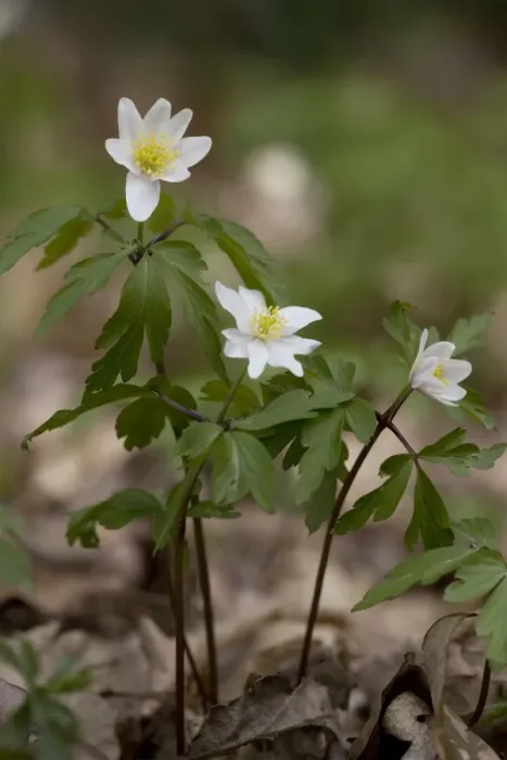 Framed Print : Wood Anemones ( in old woodlandAnemone nemorosa) Framed Print : Wood Anemones ( in old woodlandAnemone nemorosa)