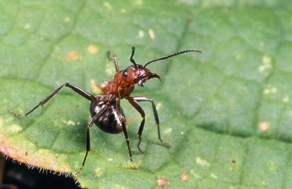 Wood Ant - aggressive posture, on leaf. UK