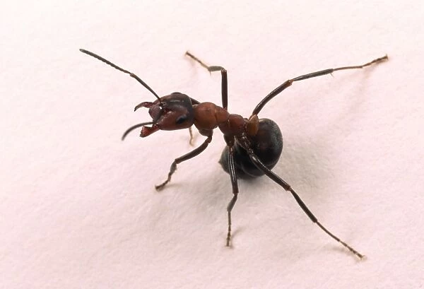 Wood Ant Aggressive posture on white background Woodland, Hampshire, UK