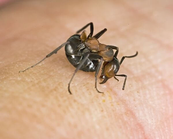 Wood ant bites & deposits formic acid on human Bedfordshire UK 005099
