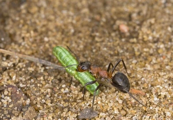 Wood ant carrying caterpillar Bedfordshire UK 004971