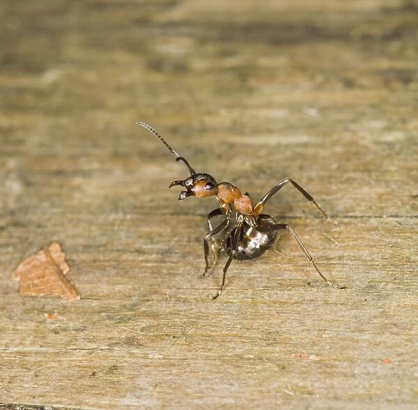 Wood ant defence posture Bedfordshire UK 005163