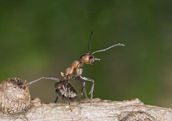 Wood ant defence posture Bedfordshire UK 005173