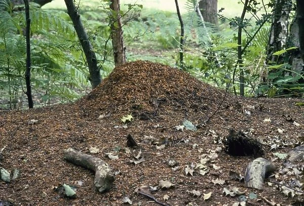 Wood Ant - nest Burnham Beeches, UK